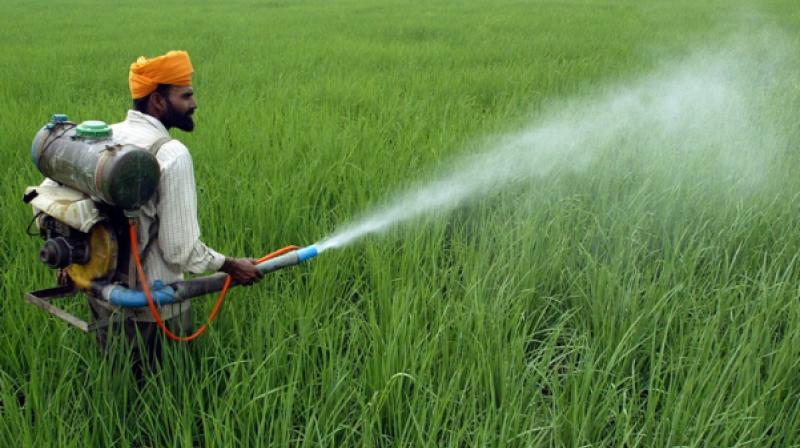 ਰਾਜਸਥਾਨ ਵਿੱਚ 2024 ਤੋਂ 2026 ਦਰਮਿਆਨ ਅਸੁਰੱਖਿਅਤ ਕੀਟਨਾਸ਼ਕਾਂ ਦੀ ਵਰਤੋਂ ਨਾਲ 535 ਲੋਕਾਂ ਦੀ ਮੌਤ ਹੋ ਗਈ।